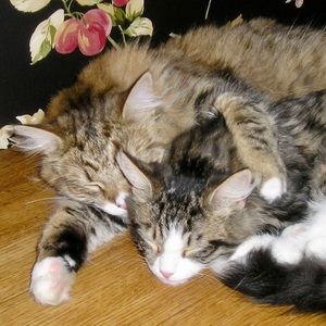 Meet your Posher, Kara